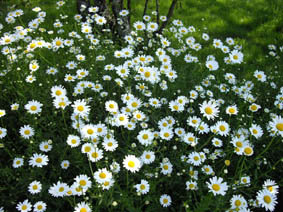 Leucanthemum vulgare